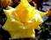 Róża wielkokwiatowa cytrynowa pachnąca /TWOJESADY