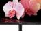 LG ELECTRONICS 27'' 27MP35HQ-B LED IPS