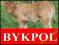 BYCZKI MIĘSNE CIELAKI CIELĘTA BYDŁO BYKI-bykpol