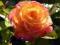 Róza  wielkokwiatowa pomarańczowa ANGIELSKA
