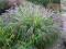 Trawa ROZPLENICA JAPOŃSKA MOUDRY 50 cm /PRODUCENT
