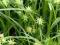 Turzyca Graya - Carex graya sadzonka
