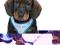Szelki Trixie Puppy Soft harness 23-34cm -2 kolory