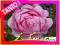 RÓŻA WIELKOKWIATOWA RÓŻOWA ---WYPRZEDAŻ--- nr 613