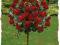RÓŻA NA PNIU BORDOWA - PIĘKNY KWIAT!!  nr 602