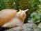 Lissachatina fulica jadatzi - prawie dorosłe!