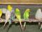 Papużki Faliste 2014 - północne mazowsze