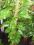 Epipremnum- Scindapsus wysoki ok. 160 cm