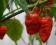 NASIONA PAPRYKI CHILI NAGA BHUT JOLOKIA +GRATIS!