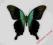 Motyl- Papilio peranthus !!!
