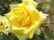 Róża ,róże wielkokwiatowa BOLERO-producent!!
