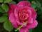 róże ,róża w pinnk peace wielkokwiatowa,promocja!