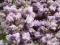 acm WISTERIA PEŁNA FIOLETOWA VIOLACEA PLENA SADZON
