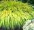 SADZONKA TRAWA HAKONECHLOA ALL GOLD