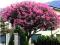 __120 DNI KWITNIE LAGERSTROEMIA MIX KOLORÓW__