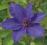 Clematis The President SADZONKI KWITNĄCE