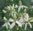 Clematis bylinowy Recta CHMURA KWIATÓW