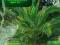 Palma królewska Phoenix canariensis, daktyl - 3g