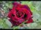 RÓŻA WIELKOKWIATOWA MR LINCOLN olśniewa // BORDOWA
