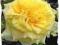Róza  wielkokwiatowa LANDORA ŻÓŁTA