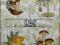 (gosia) Serwetki decoupage grzyby 2sztuki -  (28)