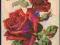 Kwiaty Piekna róża  SMPKr. b/o