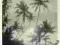 PLAŻA, PALMY - POCZTÓWKA LAT 60 SP6019