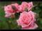 Róza  wielkokwiatowa ROŻOWA ANGIELSKA