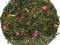 HERBATA zielona delicja Sencha - Catuaba  - 50g