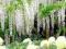 WISTERIA ALBA BIAŁA DUŻA 40 CM SADZONKA glicynia
