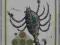 ZNAKI ZODIAKU SKORPION MACIEJEWSKI KARNET 1968