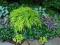 Hakonechloa 'All Gold' - Trawa bambusowa HiT !! !!