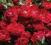 Rosa 'Red Drift'  - Róża MINIATURKA NOWOŚĆ HIT !!
