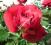 RÓŻA czerwona GEJSZA róże KRZEWY RÓŻ pnąca