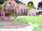 WISTERIA CZERWONA w doniczkach Nr.11-005 WISTERIA CZERWONA w doniczkach Nr.11-005