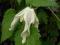 Clematis botaniczny Pointy MROZOODPORNY