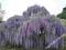 Nowa o PEŁNYCH KWIATACH___WISTERIA Violacea Plena