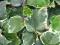 ! BLUSZCZ HEDERA ALGERIENSIS - wyprzedaż !! ! BLUSZCZ HEDERA ALGERIENSIS - wyprzedaż !!