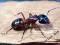 Gmachówka, olbrzymie mrówki- Camponotus ligniperda