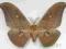 Antheraea yamamai samiec Chiny3 119mm