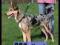 TRIXIE SZELKI DLA PSA EASY WALK XL TX-1304