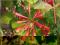 Wiciokrzew Browna Fuchsioides C2 _100-125cm