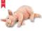 Prosiaczek, świnka ARNOLD chrapiąca 43cm GUND HIT!
