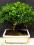 drzewko bonsai - ilex prezent