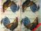 Serwetki do decoupage-2szt -PTAKI-  NR 388