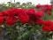 róże ,róża rabatowa czerwona- tania wysyłka!!