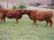 Krowy cielne bydło szkockie górskie Highland