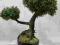 bonsai sztuczne drzewko, ZOKEI, 60 cm