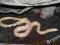 Wąż smugowy albino - dorosły samiec