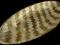 Piękne półmiski ozdobne tace mozaika perłowa Promo
